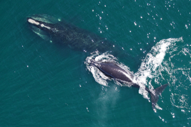 Aerial image of a North Atlantic right whale mother and calf
