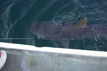 Photo looking down on a gray tiger shark caught on a line and brought up to water surface.