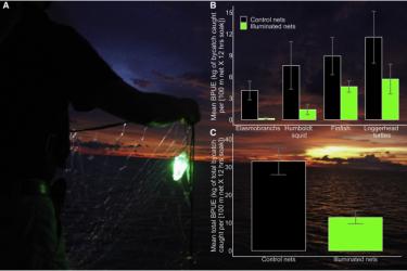 Image of illuminated gillnet with graph comparisons of bycatch. See publication for detailed description of data presented.