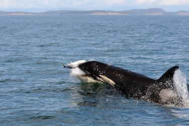 Orcas capturing a salmon