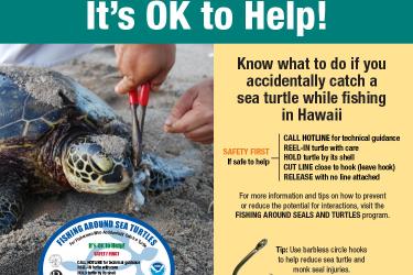 Fishing around sea turtles poster