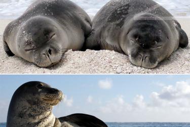 Hawaiian monk seal natural history brochure