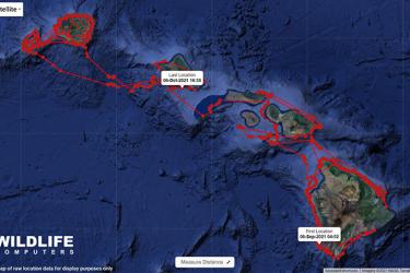 Satellite map of raw location data for false killer whale HIPc808 in 2021. 