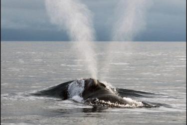  A V-shaped exhale observed from a North Pacific right whale