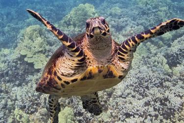 Hawksbill swimming above a coral reef in western Maui