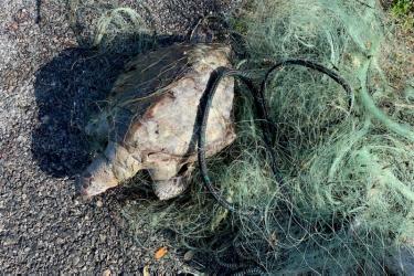 Green sea turtle