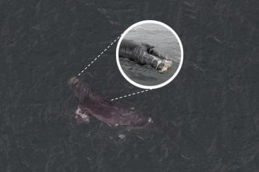 Dead right whale calf (#3560) found floating off New Jersey on June 25, 2020, following vessel collisions