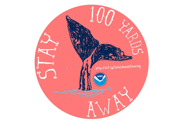 safe whale watching decal 