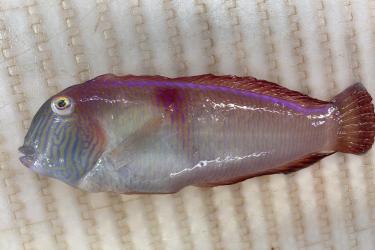 A color image. A fish is laid on its side on a light colored background. The fish is nearly rectangular, but rounded at the head and tail. Its body depth is consistent, narrowing slightly where it attaches to the stubby tail.  Its head has a steep profile, a prominent, button-like eye, and a small mouth close to the base of the head. The body is light colored, with pastel colored, irregular stripes.