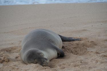 Juvenile monk seal with fishing line trailing out of the right side of the mouth.