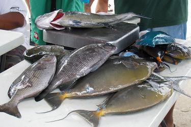 Various fish being weighed at a fishing tournament on a table.