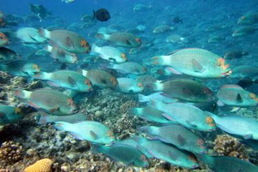 A school of large parrotfish (Chlorurus frontalis) observed during fish surveys on a coral reef. 