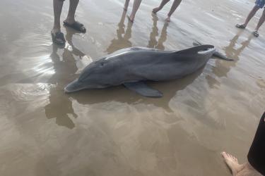 Texas dolphin death