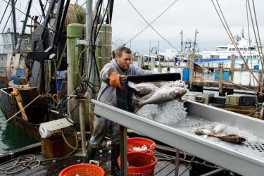 Fisherman offloading catch at dock.
