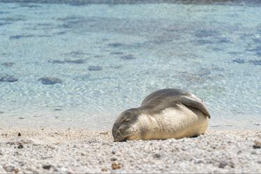 A juvenile Hawaiian monk seal rests on the beach. Credit: NOAA Fisheries (NMFS Permit #22677; PMNM Permit #2021-015)