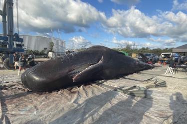Sperm Whale Dies off Florida coast