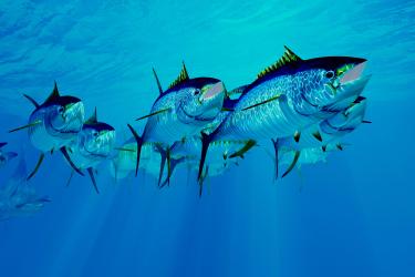 School of fish