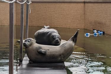 Two harbor seals in their pool. They are hauled out of the water on a wooden pier in the pool. In the foreground, a young seal is on her belly, head to the left, tail arching to the right. Deep scarring is visible on her forehead and the side of her face. In the background a large male lies on his belly just behind the young seal, facing the camera head on. Pool toys used in training are floating nearby.