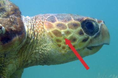 Red arrow indicates location of the sea turtle ear in a loggerhead turtle