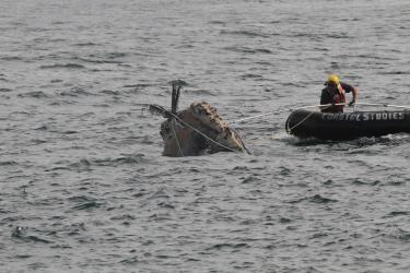 large whale entanglement