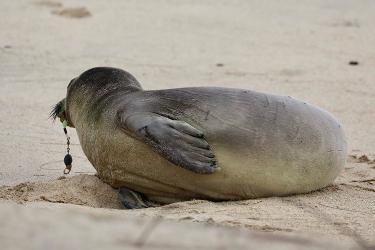 Hawaiian monk seal with fishing line hooked in mouth.