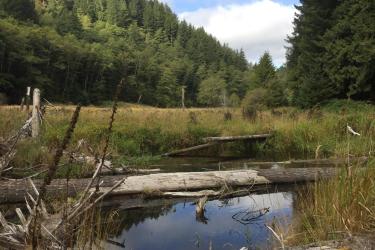 Large woody debris in a creek in a forested area
