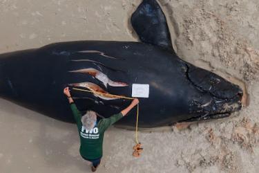 dead calf FL, Feb 2021