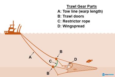 Bottom Trawl Survey Gear Standardization