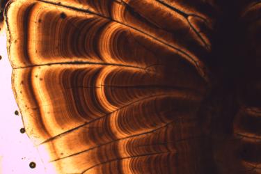otolith or ear bone, shown under a microscope, with layers of dark concentric lines
