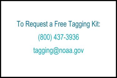 Cooperative Tagging Program provides access to free fish tags.