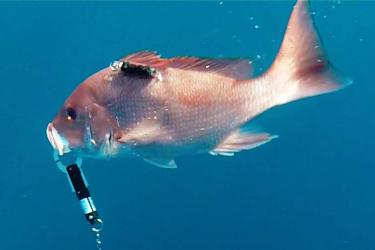 Red snapper with a monitor device to track post-release health and behavior