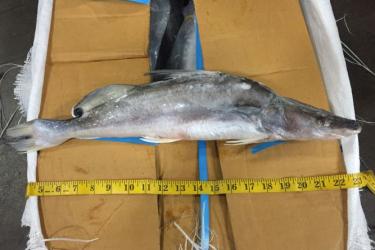 Illegal Catfish from OLE NED Inspection