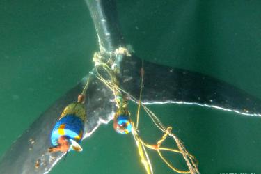 A photo Showing how complex entanglements are 