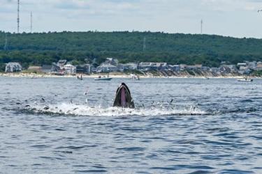 Jumping fish avoid an open humpback whale's mouth