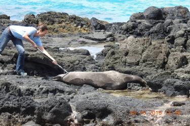 Stacie Robinson, a NOAA biologist, vaccinates a Hawaiian monk seal basking on the island of Oahu in 2016 using a syringe on the end of a pole