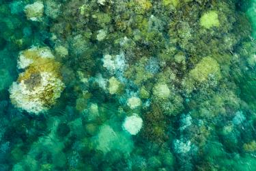 A coral reef with bleached corals appearing white