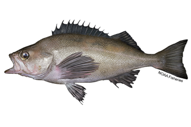Side-profile illustration of an open-mouthed widow rockfish with grayish brown body and red, white, and light yellow details. Fins are dark and black. Credit: NOAA Fisheries/Jack Hornady