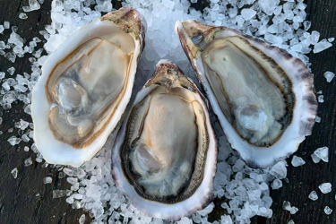 Pacific oysters on the half shell at Kodiak Ocean Bounty. Credit: Erik Obrien. 