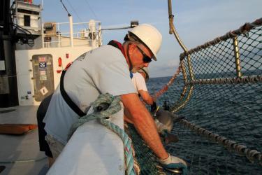 Eric Hoffmayer from SEFSC tagging sandbar shark.JPG 