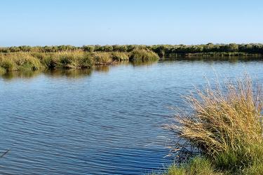 a wetland in coastal louisiana. 