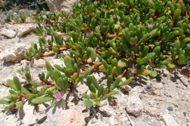 The indigenous plant and ground cover, ʻākulikuli