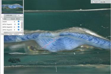 otolith with red marks on rings to count age of a fish