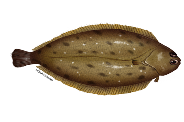 Illustration of a Dover sole flatfish with dull light-brown coloring and both eyes on the right side of their head. Credit: NOAA Fisheries/Jack Hornady