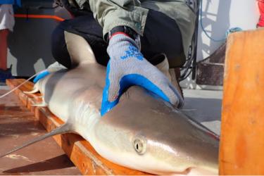 Blacknose shark on a boat deck