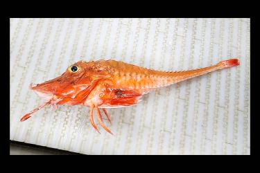  A profile perspective of a red fish with a large eye, pairs of leg-like appendages, and armor plate-like scales lying on a white table.   