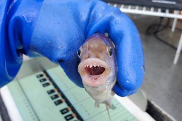 A close up of a gloved hand holding a fish. The fish is a cunner and its mouth is open and a row of pointy teeth along the top and bottom jaw can be seen. 