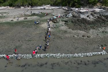 Aerial image of Swinomish community members building first modern clam garden on intertidal beach