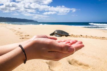 A close-up of two hands cupped together with palms up around a sea turtle in the distance on a sandy beach with waves along an ocean coast in the background.