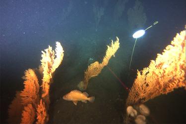A fish swimming around deep-sea corals