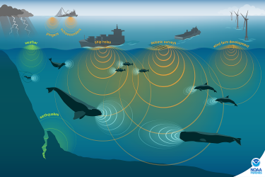 This conceptual illustration shows images of human, marine animal, and environmental sources of sound and approximately proportional sound waves. Soundscapes include sounds made by humans (anthropogenic; orange sound waves), the environment (natural sounds; green sound waves), and by biological sources (animals: marine mammals, fish, and invertebrates; blue sound waves). 